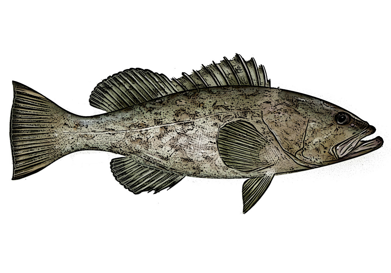 Grouper Identification - RiverSearch